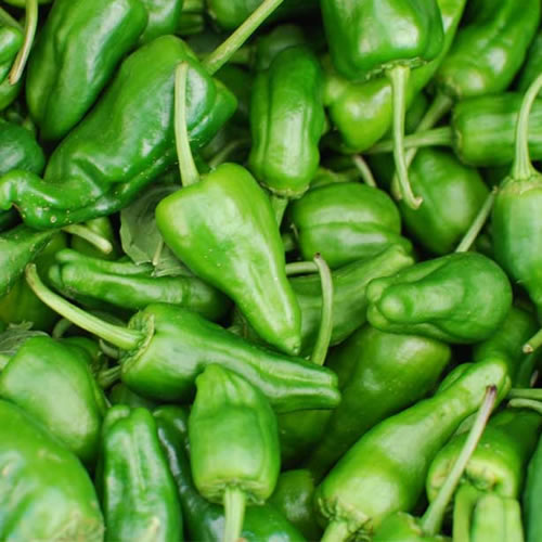 Padron Pepper - Agrupa Marca