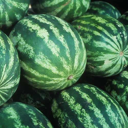 Watermelon - Agrupa Marca